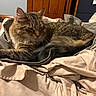 cat, tabby, feline, pet, indoor, fabric, blanket, fur, relaxed, sleepy, cozy, soft, brown, beige, wooden_door, bag, resting, animal, whiskers, tail