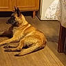 dog, belgian_malinois, lying_down, indoor, wooden_floor, kitchen, home, pet, animal, pointed_ears, short_fur, tan_coat, black_mask, relaxed, side_profile, furniture, cabinet, tablecloth, warm_lighting, portrait