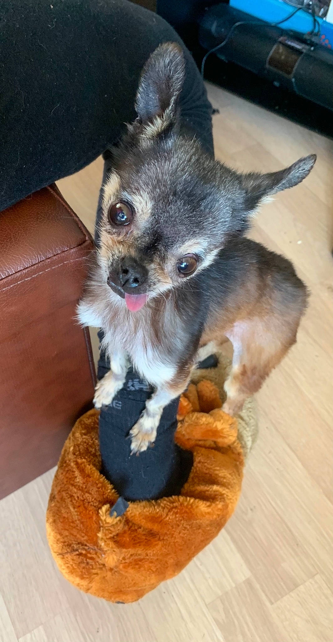 Toya a rejoint le concours — aidez-le/la à gagner de superbes lots ! canidae, carnivore, companion_dog, dog, dog_breed, dog_supply, ear, fawn, fur, hardwood, non_sporting_group, puppy, small_terrier, snout, sporting_group, tail, toy_dog, whiskers, wood, working_animal