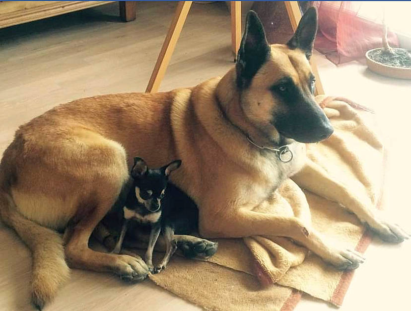 Toya participe au concours pour gagner de l'argent avec cette photo : ancient_dog_breeds, canidae, carnivore, collar, comfort, companion_dog, dog, dog_breed, dog_collar, dog_supply, fawn, flooring, non_sporting_group, pet_supply, snout, sporting_group, tail, wood, working_animal, working_dog