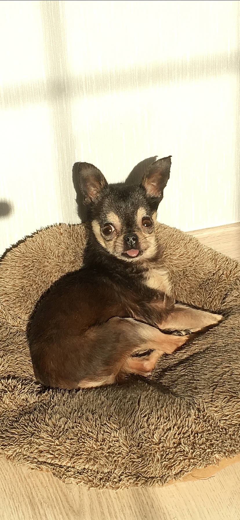 Toya participe au concours pour gagner de l'argent avec cette photo : canidae, carnivore, chihuahua, comfort, companion_dog, corgi_chihuahua, dog, dog_breed, ear, fawn, fur, paw, russkiy_toy, snout, terrestrial_animal, toy_dog, whiskers, wildlife, wood, working_animal