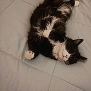 Chip is registered to the contest to win money with this photo: cat, black_and_white, sleeping, bed, quilted_bedspread, relaxed, fluffy, pet, indoor, animal, feline, cute, paw, whiskers, fur, domestic, mammal, resting, cozy, peaceful