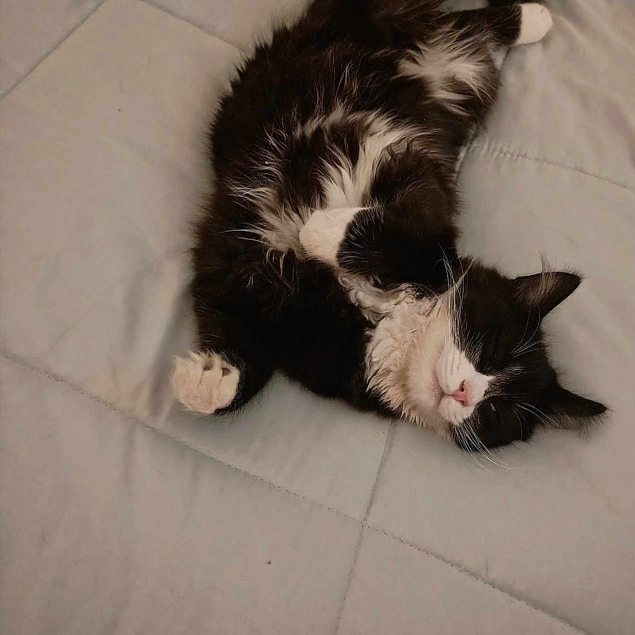 Chip is registered to the contest to win money with this photo: cat, black_and_white, sleeping, bed, quilted_bedspread, relaxed, fluffy, pet, indoor, animal, feline, cute, paw, whiskers, fur, domestic, mammal, resting, cozy, peaceful