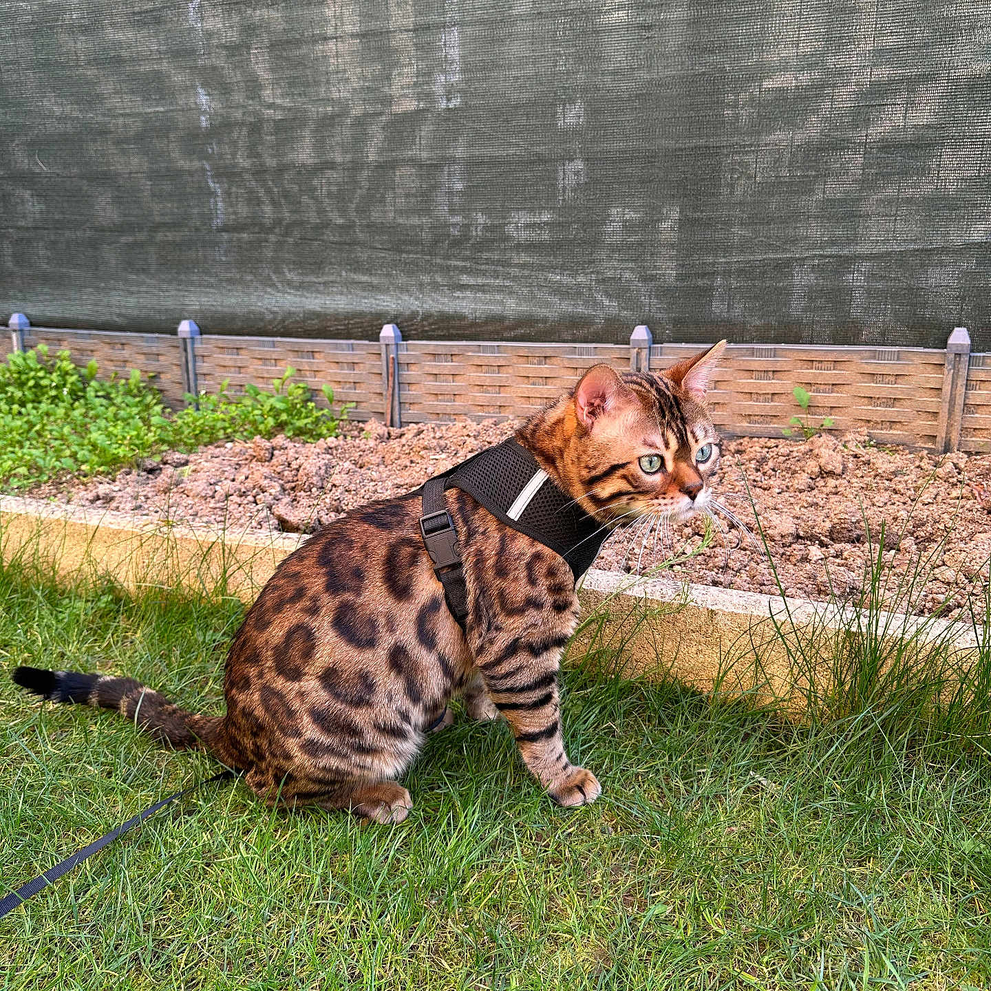 Aslan a rejoint le concours — aidez-le/la à gagner de superbes lots ! accessories, animal, backyard, blackboard, cat, field, grass, grassland, leash, manx, nature, ocelot, outdoors, panther, pet, plant, soil, strap, yard, zoo