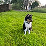 Monsieur Le Vicomte participe au concours pour gagner de l'argent avec cette photo : animal, canine, collar, curious, cute, daylight, dog, fur, grass, greenery, nature, outdoor, park, pet, puppy, sitting, summer, tree, wall, young