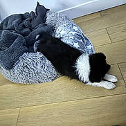 Monsieur Le Vicomte a rejoint le concours — aidez-le/la à gagner de superbes lots ! animal, black_and_white, blanket, comfort, cozy, cute, dog, floor, fur, home, indoor, pet_bed, plush, puppy, relaxing, resting, sleepy, stretching, toy, wooden_floor