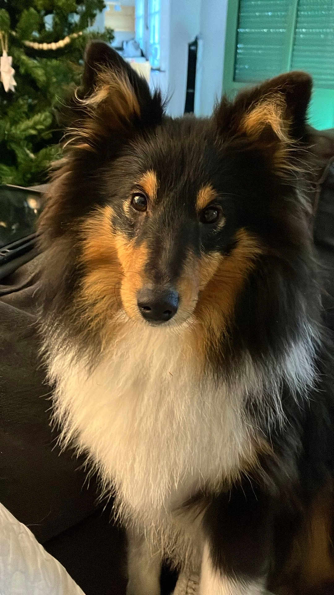 Monsieur Le Vicomte a rejoint le concours — aidez-le/la à gagner de superbes lots ! animal, black, brown, canine, christmas_tree, closeup, cozy, dog, ears, eyes, fluffy, fur, holiday, home, indoor, pet, portrait, shetland_sheepdog, sofa, white