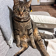 Duchesse a rejoint le concours — aidez-le/la à gagner de superbes lots ! blanket, cat, couch, ears, feline, floor, fur, gray, home, indoor, kitchen, looking, pet, pillow, relaxed, sitting, tabby, washing_machine, whiskers, wide_eyes