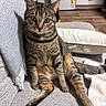 blanket, cat, couch, ears, feline, floor, fur, gray, home, indoor, kitchen, looking, pet, pillow, relaxed, sitting, tabby, washing_machine, whiskers, wide_eyes