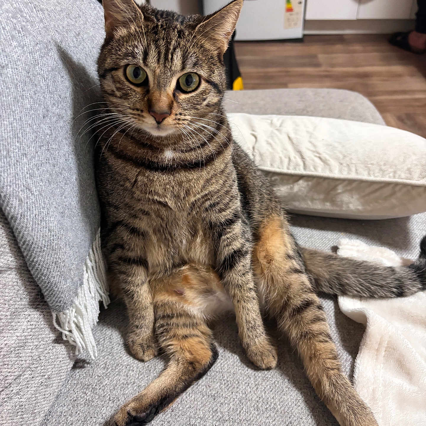 Duchesse a rejoint le concours — aidez-le/la à gagner de superbes lots ! blanket, cat, couch, ears, feline, floor, fur, gray, home, indoor, kitchen, looking, pet, pillow, relaxed, sitting, tabby, washing_machine, whiskers, wide_eyes