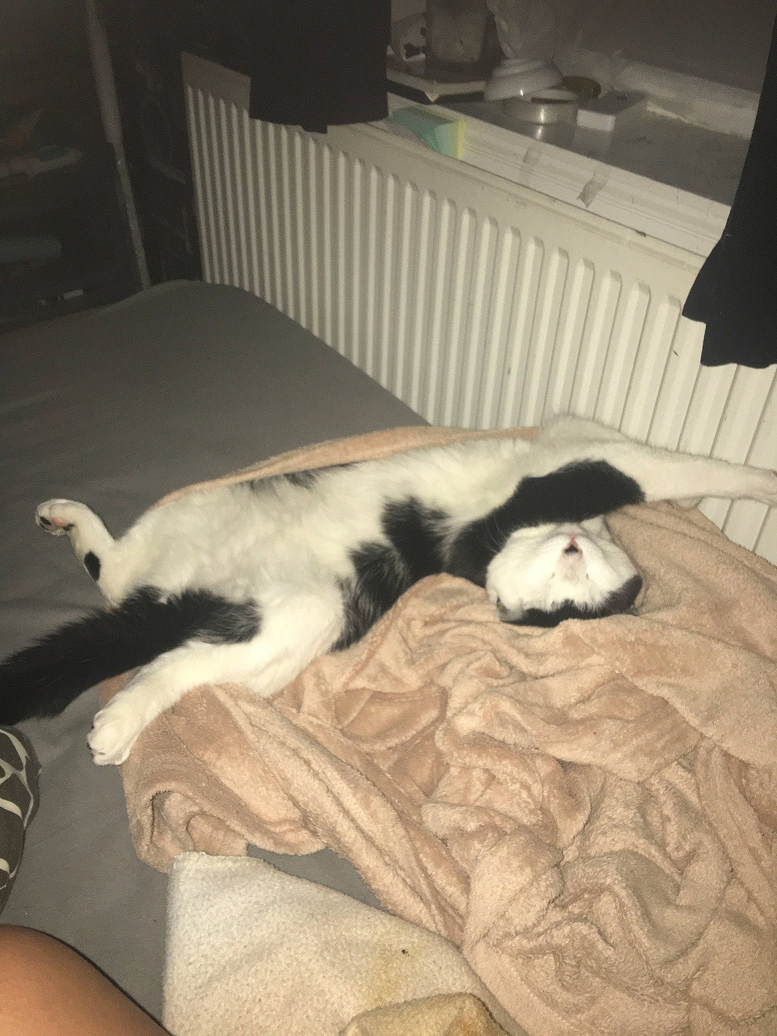 Jacko is registered to the contest to win money with this photo: bed, carnivore, cat, chair, cloud, comfort, companion_dog, dog_breed, domestic_short_haired_cat, eye, felidae, fur, linens, paw, small_to_medium_sized_cats, snout, tail, vertebrate, whiskers, wood