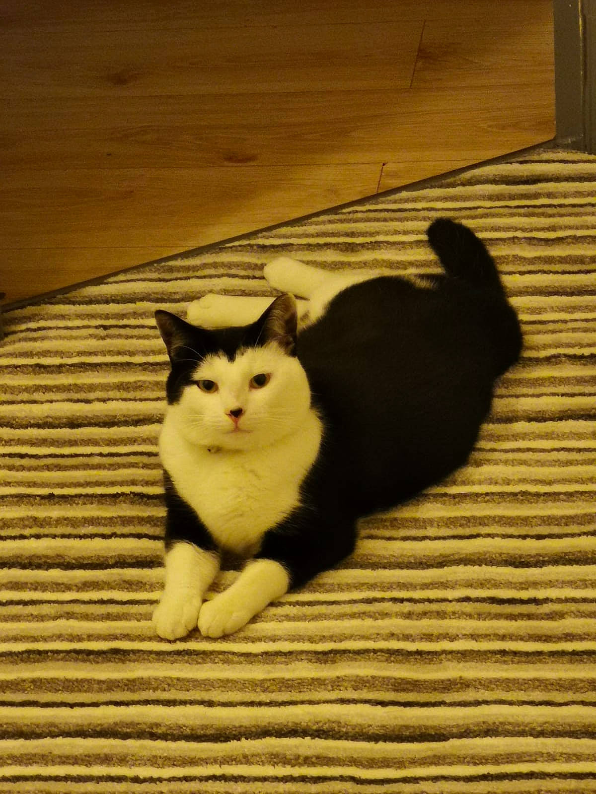 Jacko joined the competition — help win amazing prizes! carnivore, cat, domestic_short_haired_cat, fawn, felidae, floor, flooring, fur, grass, hardwood, paw, shadow, small_to_medium_sized_cats, snout, tail, tints_and_shades, whiskers, wood, wood_flooring, wood_stain