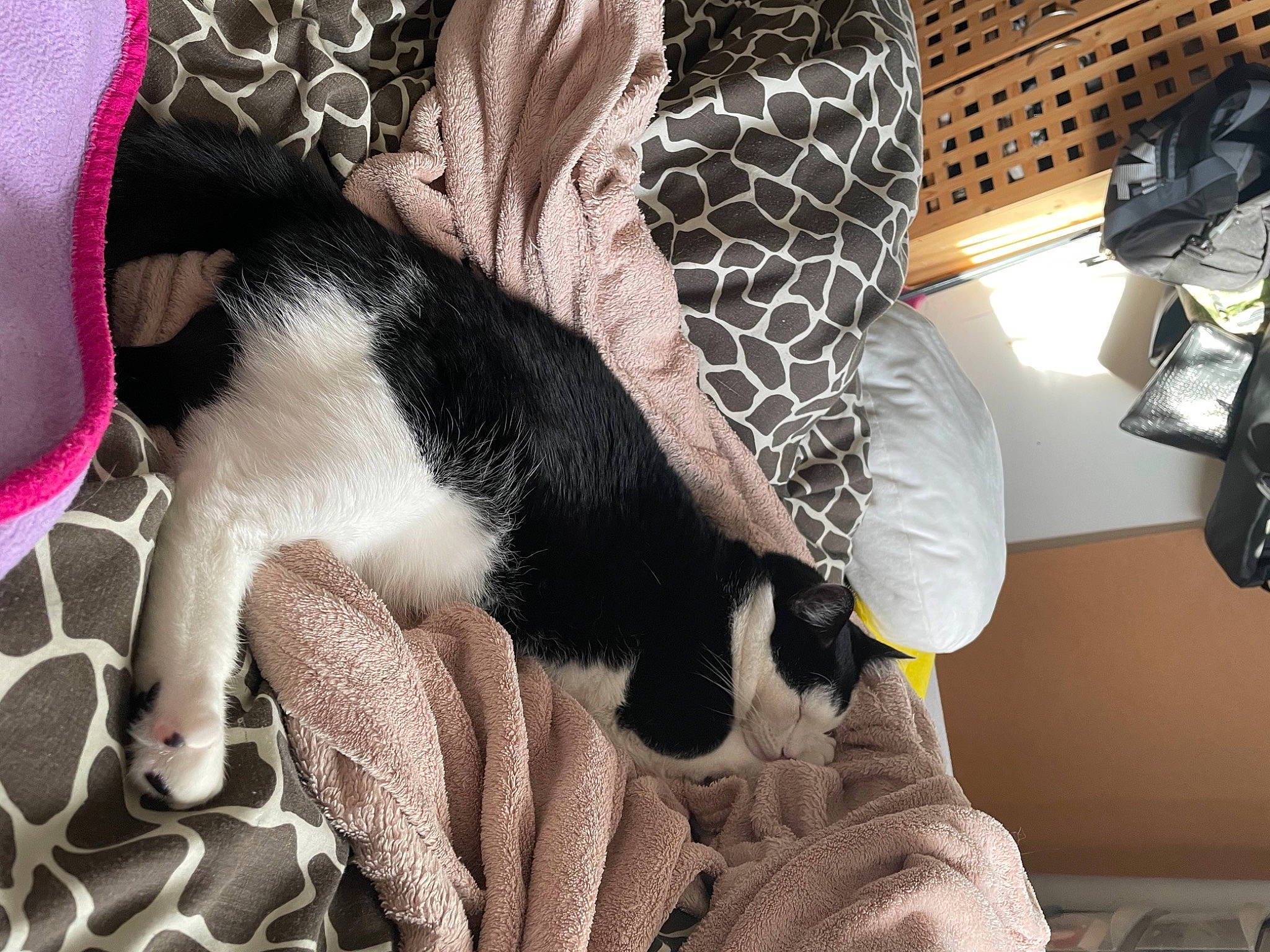 Jacko is registered to the contest to win money with this photo: carnivore, cat, chair, comfort, companion_dog, dog_breed, fawn, felidae, fur, human_leg, lap, linens, pattern, plaid, small_to_medium_sized_cats, tail, tartan, textile, thigh, whiskers