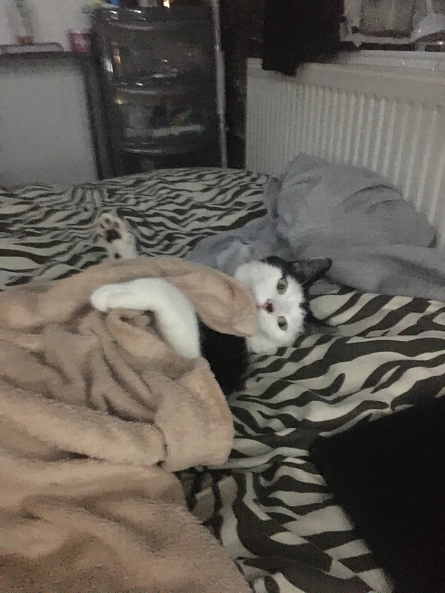 Jacko is registered to the contest to win money with this photo: bed, bedding, cabinetry, carnivore, comfort, companion_dog, dog, dog_breed, fawn, felidae, flooring, fur, furniture, grey, hardwood, linens, room, small_to_medium_sized_cats, whiskers, wood