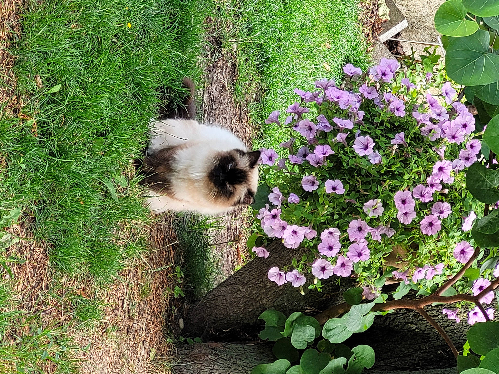 Doudou participe au concours pour gagner de l'argent avec cette photo : annual_plant, balinese, carnivore, cat, companion_dog, dog, dog_breed, fawn, felidae, flower, flowering_plant, garden, grass, green, groundcover, petal, plant, shrub, siamese, tail