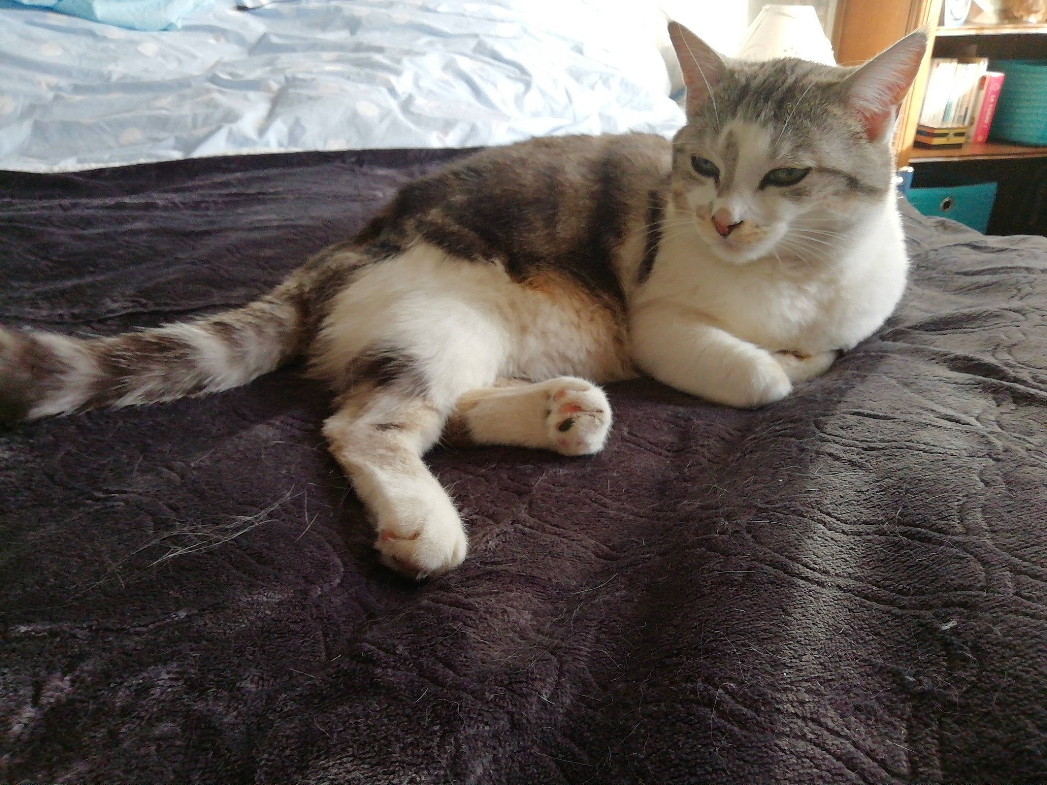 Ninon a rejoint le concours — aidez-le/la à gagner de superbes lots ! carnivore, cat, claw, comfort, domestic_short_haired_cat, felidae, fur, hardwood, linens, paw, shelf, small_to_medium_sized_cats, tail, whiskers, wood