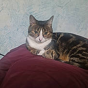 Pistache participe au concours pour gagner de l'argent avec cette photo : cat, tabby, pet, animal, feline, resting, cushion, indoor, fur, whiskers, ears, eyes, nose, paws, relaxed, texture, wall, maroon, brown, white