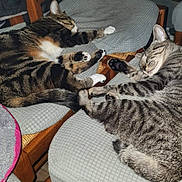 Pistache a rejoint le concours — aidez-le/la à gagner de superbes lots ! animal, cat, chair, cozy, cushion, domestic, feline, furniture, home, indoor, nap, paw, pet, relaxation, resting, sleeping, striped_fur, tabby_cat, two_animals, wooden_furniture