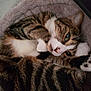 animal, bed, cat, close_up, cozy, cute, domestic, feline, fur, indoor, mammal, paws, pet, relaxed, resting, sleeping, soft, striped, tabby, whiskers