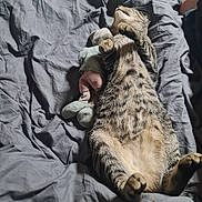 Athena participe au concours pour gagner de l'argent avec cette photo : cat, tabby, sleeping, bed, blanket, plush_toy, indoor, feline, fur, pet, cozy, relaxing, animal, cute, whiskers, paws, resting, striped, soft, domestic_cat