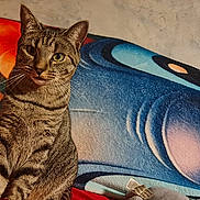 Athena a rejoint le concours — aidez-le/la à gagner de superbes lots ! animal, bedspread, blue, cartoon_character, cat, closeup, colorful, curious, domestic_animal, ears, fabric, feline, furniture, home, indoor, pet, sitting, tabby_cat, texture, whiskers