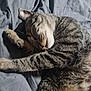 cat, tabby_cat, sleeping, feline, pet, fur, whiskers, paw, cozy, blanket, resting, domestic_animal, cute, animal, closeup, relaxed, indoor, soft, gray, peaceful