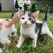 Bubba joined the competition — help win amazing prizes! kitten, cat, animal, pet, grass, outdoor, nature, young, curious, cute, fur, whiskers, ears, tail, background, house, garden, green, playful, small