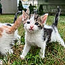 kitten, cat, animal, pet, grass, outdoor, nature, young, curious, cute, fur, whiskers, ears, tail, background, house, garden, green, playful, small