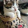 kitten, cat, sleepy, crocs, leopard_print, paw, shoe, indoor, feline, pet, cute, close_up, animal, resting, adorable, small, cozy, fur, whiskers, charm