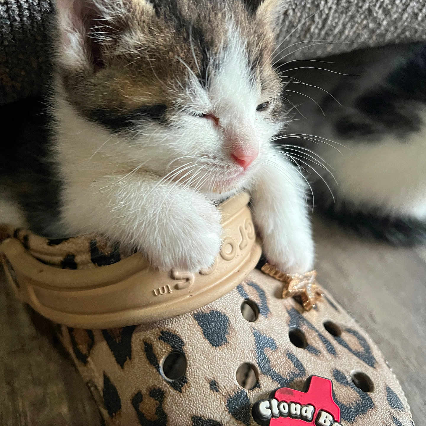 Bubba is registered to the contest to win money with this photo: kitten, cat, sleepy, crocs, leopard_print, paw, shoe, indoor, feline, pet, cute, close_up, animal, resting, adorable, small, cozy, fur, whiskers, charm