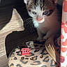 Bubba joined the competition — help win amazing prizes! kitten, cat, blue_eyes, leopard_print, croc_shoe, sunlight, shadow, wooden_floor, indoor, curious, pet, small_animal, whiskers, fur, flooring, footwear, pattern, animal, cute, domestic
