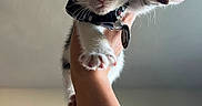 Bubba joined the competition — help win amazing prizes! kitten, cat, pet, animal, paws, collar, tag, hand, indoor, cute, stretching, fur, whiskers, ears, face, paw_pads, domestic_animal, mammal, young, feline
