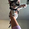 kitten, cat, pet, animal, paws, collar, tag, hand, indoor, cute, stretching, fur, whiskers, ears, face, paw_pads, domestic_animal, mammal, young, feline