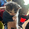 Bubba is registered to the contest to win money with this photo: kitten, cat, animal, pet, small, cute, fur, whiskers, paw, glove, hand, indoor, blurred_background, curious, young, mammal, domestic, feline, closeup, soft_light