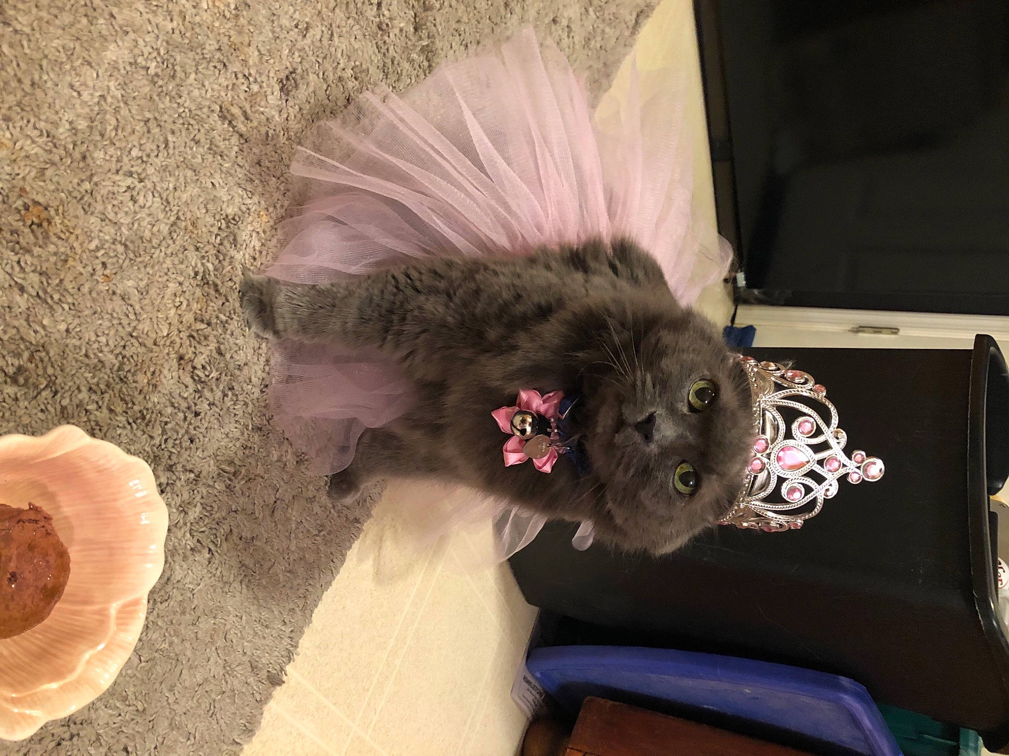 Shadow is registered to the contest to win money with this photo: canidae, companion_dog, costume_hat, fashion_accessory, fawn, feather, felidae, fur, ingredient, jewellery, natural_material, peach, plant, small_to_medium_sized_cats, tail, whiskers, wing, wood