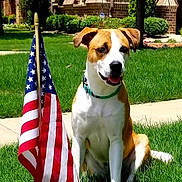 Serena is registered to the contest to win money with this photo: dog, american_flag, grass, lawn, house, brick, tree, sunny, collar, pet, outdoor, sidewalk, greenery, daylight, canine, front_yard, nature, summer, happy, sitting