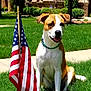 dog, american_flag, grass, lawn, house, brick, tree, sunny, collar, pet, outdoor, sidewalk, greenery, daylight, canine, front_yard, nature, summer, happy, sitting
