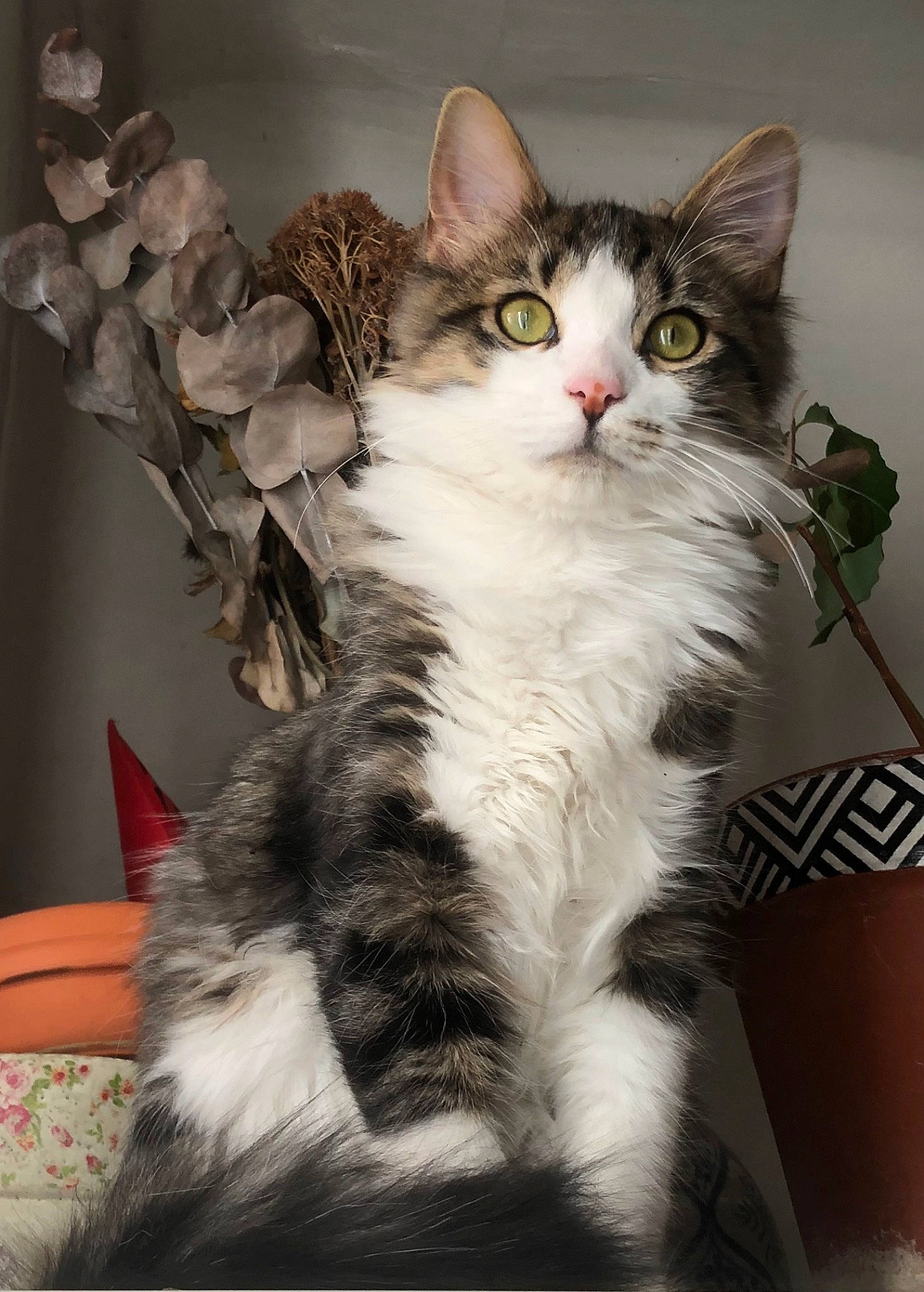 Gin participe au concours pour gagner de l'argent avec cette photo : carnivore, cat, claw, comfort, domestic_short_haired_cat, door, felidae, fur, paw, sitting, small_to_medium_sized_cats, tail, whiskers, window