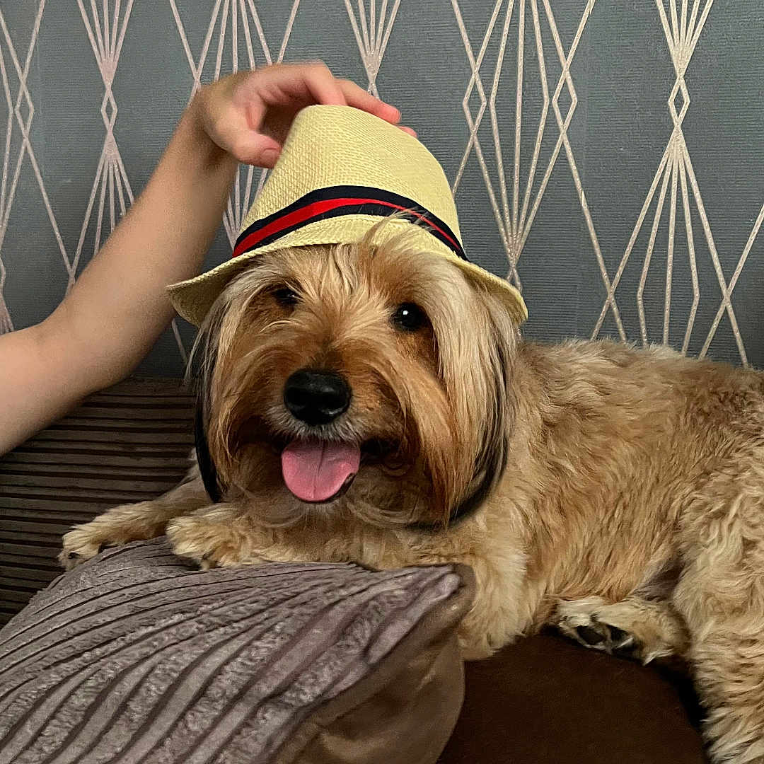 Teddy is registered to the contest to win money with this photo: animal, couch, cute, dog, domestic, fur, hand, happy, hat, home, indoor, living_room, pattern, paw, pet, relaxing, resting, smiling, tongue, wallpaper