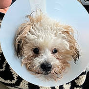 Bear is registered to the contest to win money with this photo: dog, cone_collar, pet, car_interior, seat, person_partial, curly_fur, white_fur, black_nose, animal, portrait, closeup, cute, indoor, window, patterned_sweater, resting, animal_face, domestic_animal, companion