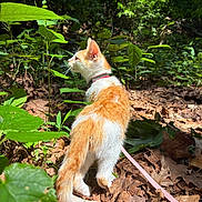 Mÿnk joined the competition — help win amazing prizes! cat, kitten, orange_and_white, animal, pet, leash, collar, forest, woodland, outdoors, nature, greenery, leaves, sunlight, ground, fallen_leaves, standing, exploring, fur, whiskers