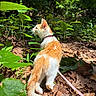 cat, kitten, orange_and_white, animal, pet, leash, collar, forest, woodland, outdoors, nature, greenery, leaves, sunlight, ground, fallen_leaves, standing, exploring, fur, whiskers