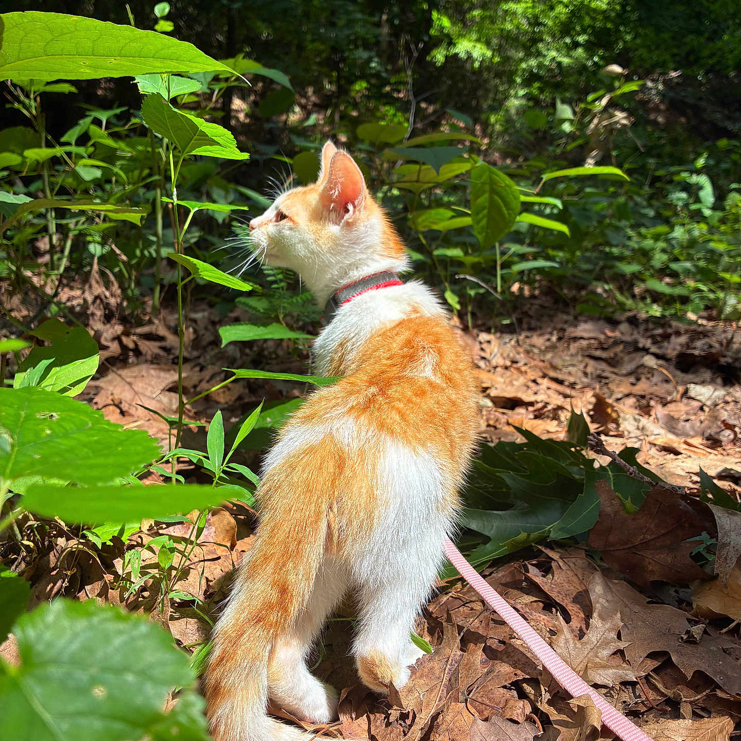 Mÿnk joined the competition — help win amazing prizes! cat, kitten, orange_and_white, animal, pet, leash, collar, forest, woodland, outdoors, nature, greenery, leaves, sunlight, ground, fallen_leaves, standing, exploring, fur, whiskers