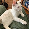 Freya joined the competition — help win amazing prizes! cat, white_cat, pet, animal, feline, sitting, lounging, relaxed, indoor, home, lap, green_clothing, bookshelf, books, wood_floor, furniture, tail, paws, whiskers, portrait