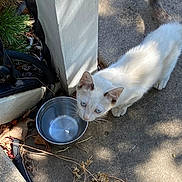 Freya joined the competition — help win amazing prizes! cat, kitten, white_cat, blue_eyes, animal, pet, outdoor, sidewalk, concrete, water_bowl, metal_bowl, garden, plants, fence, fallen_leaves, sunlight, shadows, standing, curious, closeup