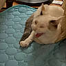Freya joined the competition — help win amazing prizes! cat, kitten, cream_colored, white, blue_cushion, quilted_blanket, sleepy, relaxed, blep, tongue, pink_nose, pointed_ears, paw, indoor, home, cozy, furniture, lamp, portrait, cute