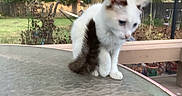 Freya is registered to the contest to win money with this photo: cat, kitten, fluffy, white_fur, brown_patches, sitting, outdoor, backyard, garden, patio, glass_table, furniture, trees, grass, fence, potted_plants, lamp, animal, pet, portrait