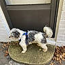 dog, small_dog, scruffy_dog, white_fur, gray_fur, curly_fur, blue_harness, standing, outdoor, doorway, door, brick_wall, front_porch, doorstep, concrete, fallen_leaves, autumn, residential, pet, animal