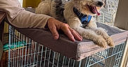 Thor is registered to the contest to win money with this photo: dog, second_dog, pet, scruffy_dog, black_and_white, curly_fur, long_hair, open_mouth, panting, blue_harness, lying_down, animal_crate, kennel, window, curtains, indoor, sunlight, human_hand, pet_bed, home