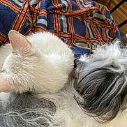 Thor joined the competition — help win amazing prizes! cat, dog, pets, animals, cuddling, sleeping, fluffy, white_cat, shaggy_dog, gray_fur, white_fur, pet_portrait, close_up, indoors, blanket, plaid, cozy, friendship, relaxing, home